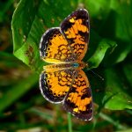 page-18-19-joe-tuesday