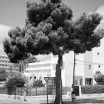 Cala D’Or trees By Dan Lyttleton 4-5.-dan-lyttleton