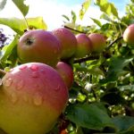 Apple Tree Philosophy by Just Ben 10-11-just-ben