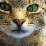 6-7.-my-life-as-a-cat-servant-elsie-1