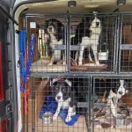 8-9.-double-decker-dogs-1