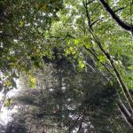 The natural world is enough pages-5-6-jordon-horn